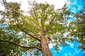 Best Tree Removal  in St Ignace, MI