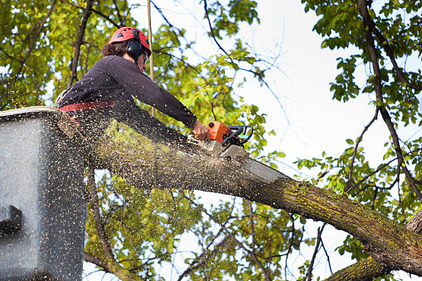 Mulching Services in St Ignace, MI