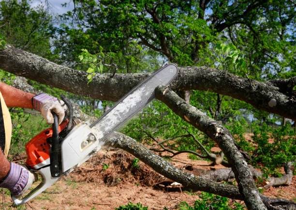 Best Tree Preservation Services  in St Ignace, MI